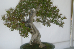 Bonsai Exhibit (2009)