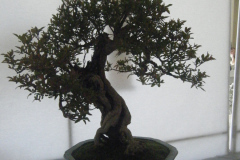 DSCF0423