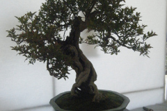 DSCF0424