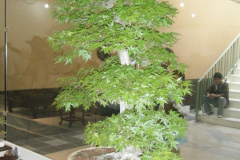 DSCF0425