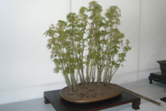 DSCF0431