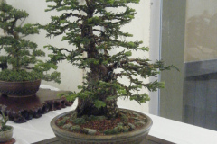 DSCF0435