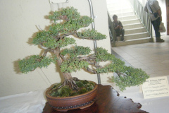 DSCF0437