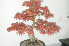 DSCF0447