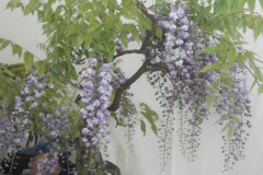 DSCF0452