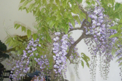 DSCF0453