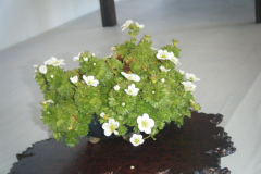 DSCF0455