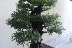 DSCF0458