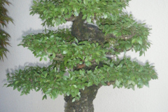 DSCF0461