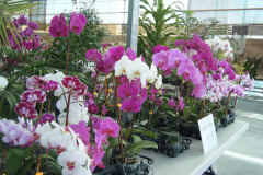 Orchid Exhibit (2009)