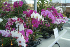 DSCF0253