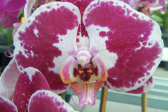DSCF0255