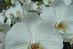 DSCF0257