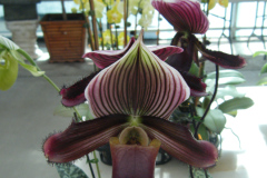 DSCF0258