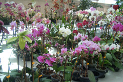 DSCF0259