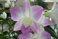 DSCF0262