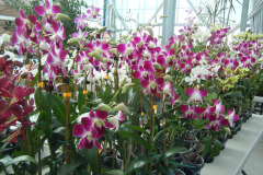 DSCF0263