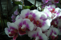 DSCF0264